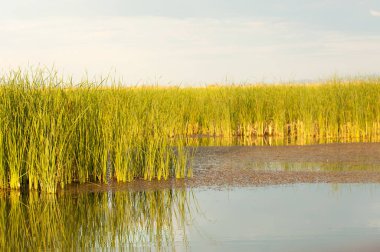 Bozkır yaz. Turgai Kaydet. Çölde Gölü