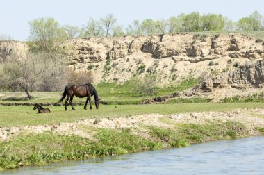 Bozkır, çayır, veld, veldt