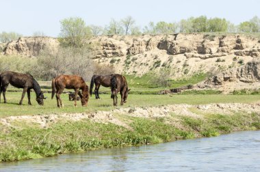 Bozkır, çayır, veld, veldt