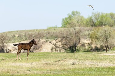 Bozkır, çayır, veld, veldt