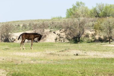 Bozkır, çayır, veld, veldt