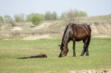 Bozkır, çayır, veld, veldt