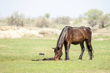 Bozkır, çayır, veld, veldt