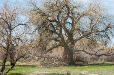 Bozkır, bozkır, bozkır, bozkır