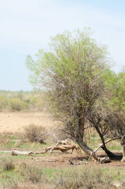 Bozkır, bozkır, bozkır, bozkır