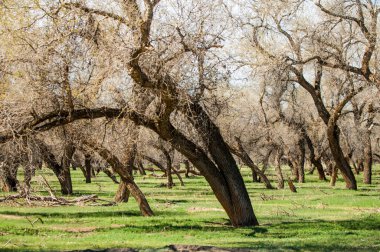 Bozkır, bozkır, bozkır, bozkır