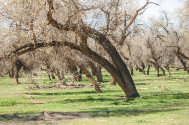 Bozkır, bozkır, bozkır, bozkır