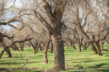 Bozkır, bozkır, bozkır, bozkır