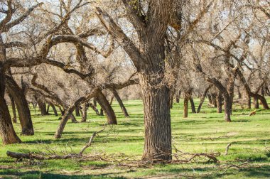 Bozkır, bozkır, bozkır, bozkır
