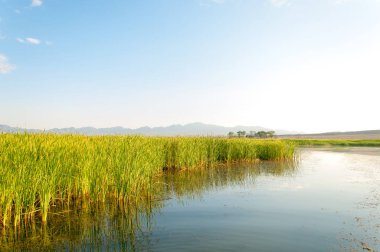 Bozkır yaz. Turgai Kaydet. Çölde Gölü