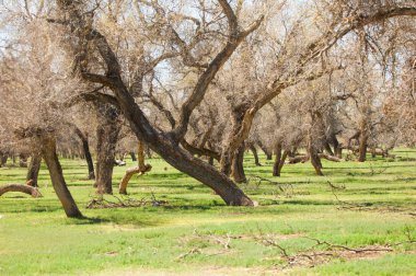 Bozkır, bozkır, bozkır, bozkır
