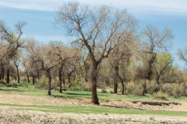 Bozkır, bozkır, bozkır, bozkır