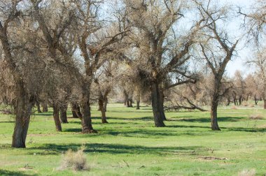Bozkır, bozkır, bozkır, bozkır