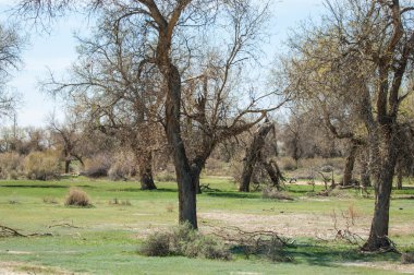 Bozkır, bozkır, bozkır, bozkır