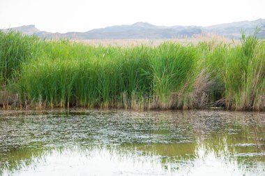 Bozkır yaz. Turgai Kaydet. Çölde Gölü
