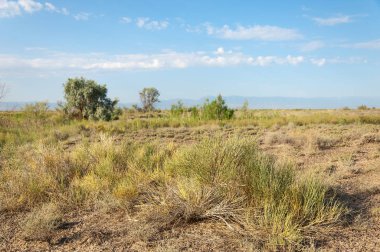 Bozkır yaz. Turgai Kaydet. Çölde Gölü