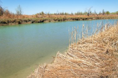 Bozkır nehir sazlık yaz