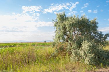 Bozkır yaz. Turgai Kaydet. Çölde Gölü