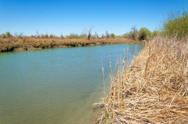 Bozkır nehir sazlık yaz
