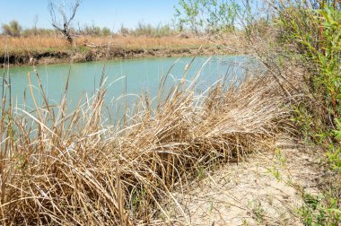 Bozkır nehir sazlık yaz
