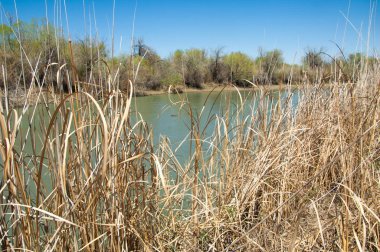 Bozkır nehir sazlık yaz