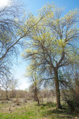 Bozkır, bozkır, bozkır, bozkır