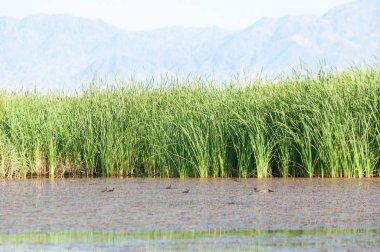 Bozkır yaz. Turgai Kaydet. Çölde Gölü
