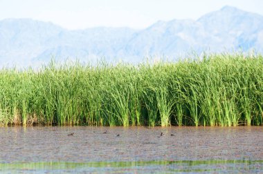 Bozkır yaz. Turgai Kaydet. Çölde Gölü