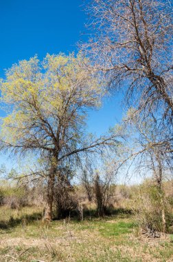 Bozkır, bozkır, bozkır, bozkır