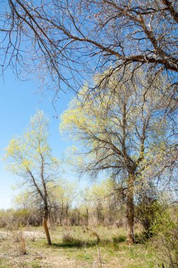 Bozkır, bozkır, bozkır, bozkır