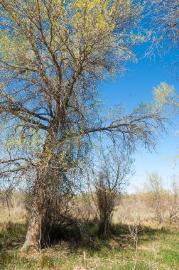 Bozkır, bozkır, bozkır, bozkır