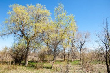 Bozkır, bozkır, bozkır, bozkır
