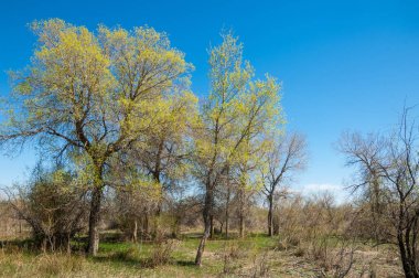 Bozkır, bozkır, bozkır, bozkır