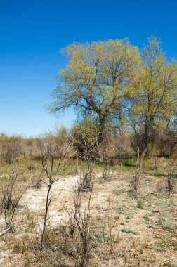 Bozkır, bozkır, bozkır, bozkır