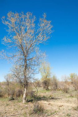 Bozkır, bozkır, bozkır, bozkır