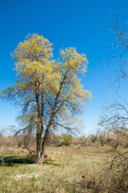 Bozkır, bozkır, bozkır, bozkır