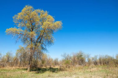 Bozkır, bozkır, bozkır, bozkır