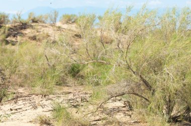 Bozkır yaz. Turgai Kaydet. Çölde Gölü