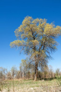 Bozkır, bozkır, bozkır, bozkır