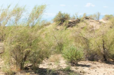Bozkır yaz. Turgai Kaydet. Çölde Gölü