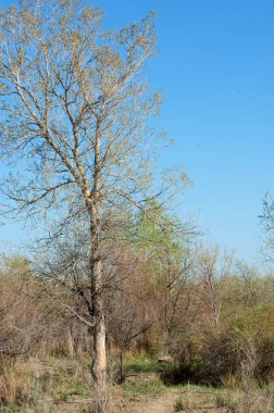 Bozkır, bozkır, bozkır, bozkır