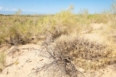 Bozkır yaz. Turgai Kaydet. Çölde Gölü