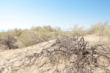 Bozkır yaz. Turgai Kaydet. Çölde Gölü
