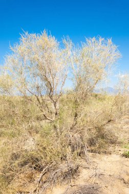 Bozkır yaz. Turgai Kaydet. Çölde Gölü
