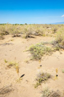 Bozkır yaz. Turgai Kaydet. Çölde Gölü