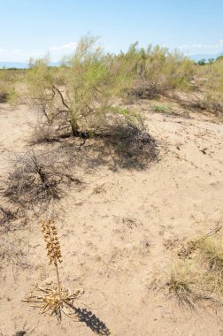 Bozkır yaz. Turgai Kaydet. Çölde Gölü