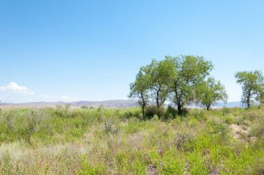 Bozkır yaz. Turgai Kaydet. Çölde Gölü
