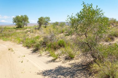 Bozkır yaz. Turgai Kaydet. Çölde Gölü