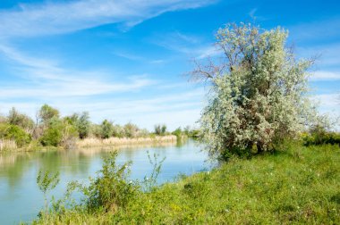 Bozkır nehir sazlık yaz