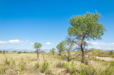 Bozkır yaz. Turgai Kaydet. Çölde Gölü